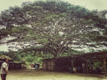 Woman standing on tree trunk