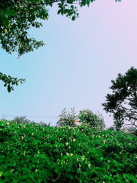 Low angle view of trees against blue sky