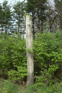 Pine trees in forest