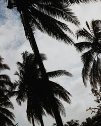 Low angle view of palm trees against sky