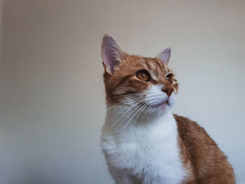 Close-up of a cat looking away