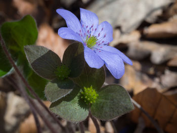 Close-up of purple flowering plant