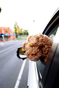 Rear view of woman in car