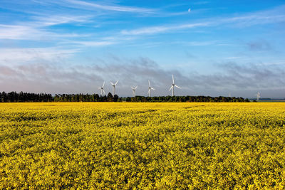 Scenic view of oilseed rape field against sky