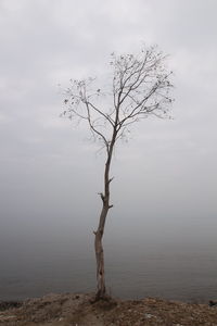 Bare tree on shore against sky