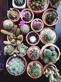 High angle view of potted plants