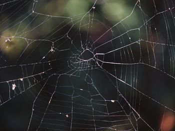 Close-up of spider on web