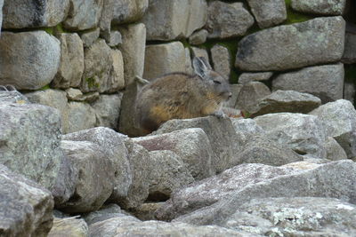 Side view of squirrel on rock