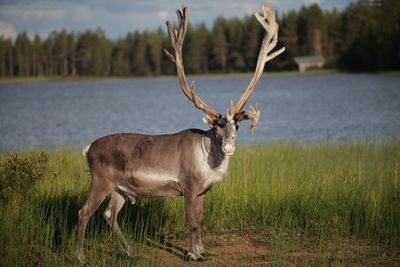 Deer standing in a field