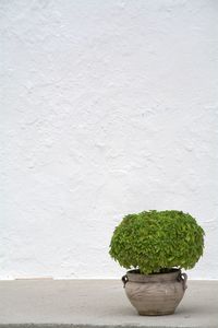 Potted plant on walkway against white wall