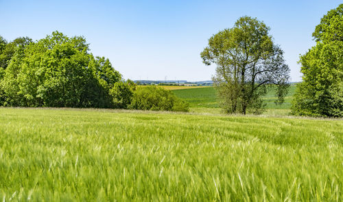 Scenic view of field against clear sky