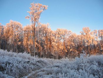 Scenic view of frozen trees against clear sky