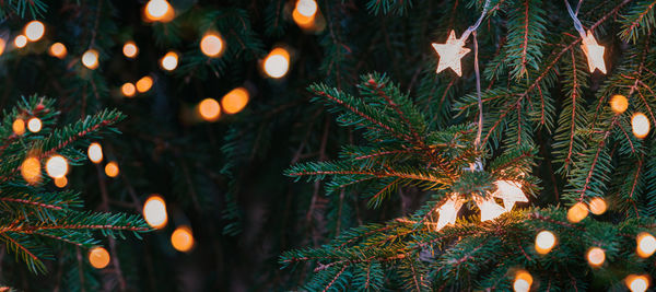 Close-up of illuminated christmas tree at night