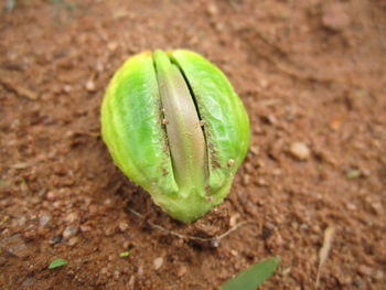 High angle view of green leaf on land