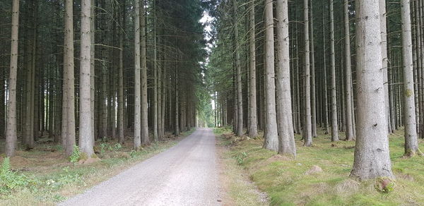 Road amidst trees in forest