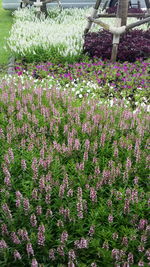 Close-up of purple flowers blooming in field