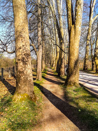 Shadow of tree on landscape