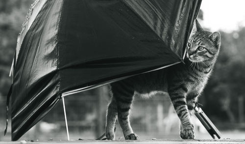 Close-up portrait of cat by outdoors