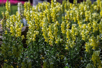 Close-up of yellow flowering plants on field