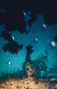 High angle view of fish swimming in sea