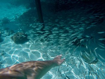 Low section of person swimming in sea