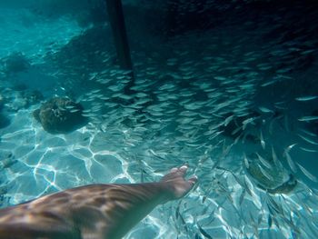 Low section of person swimming in sea