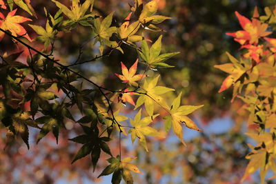 Close-up of maple leaves on tree during autumn