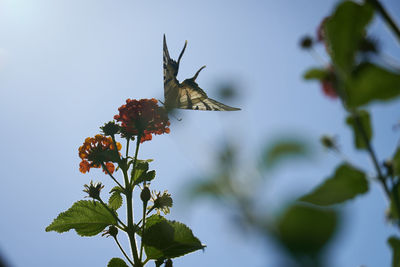 Low angle view of butterfly on plant