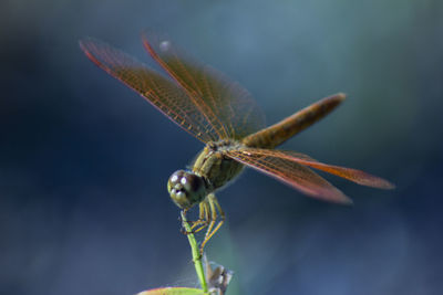 Close-up of butterfly flying