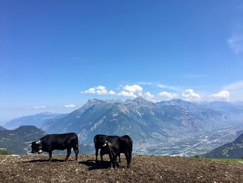 Cows standing on mountain against sky