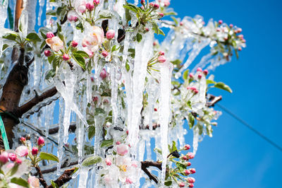 Low angle view of pink flowering plants growing against sky