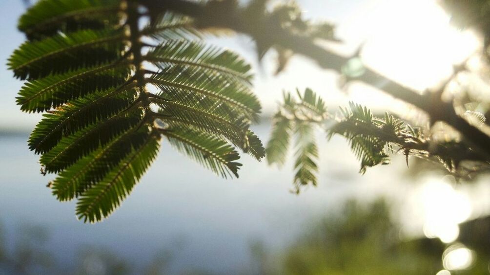 CLOSE-UP OF FRESH GREEN LEAVES AGAINST SKY