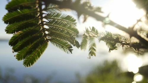 Close-up of tree against sky