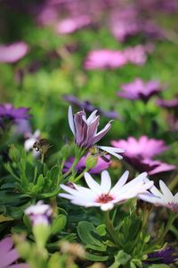 Close-up of insect on purple flowers