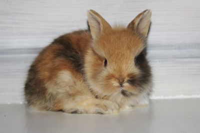 Close-up portrait of rabbit