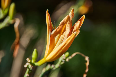 Close-up of yellow flower buds