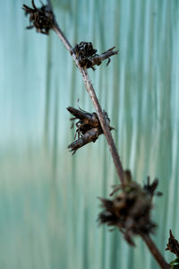 Close-up of wilted plant