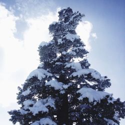 Low angle view of tree against sky during winter