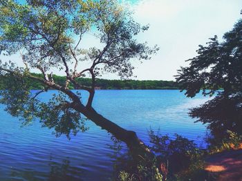 Reflection of trees in lake