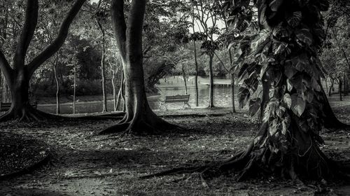 Trees in forest