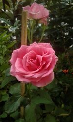 Close-up of pink rose