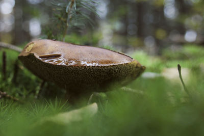 Close-up of fungus growing outdoors