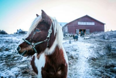 Close-up of horse