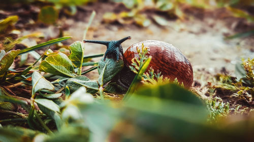 Close-up of snail on leaf