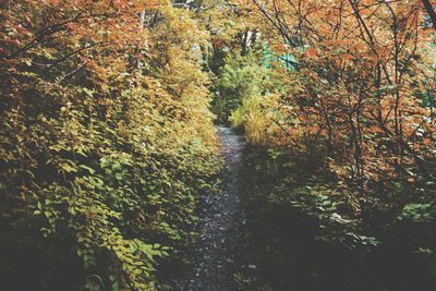 Trees in forest