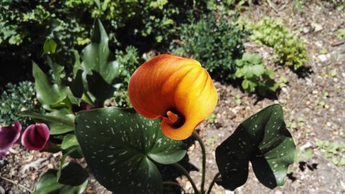 Close-up of pumpkin blooming outdoors