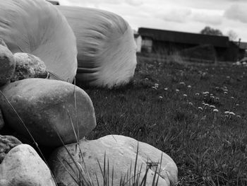 Close-up of hay bales on landscape