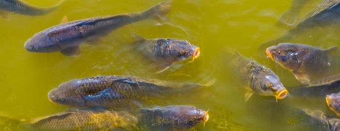 Close-up of fish swimming in sea