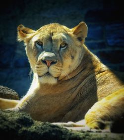 Close-up portrait of lion