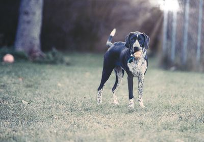 Dog running on field